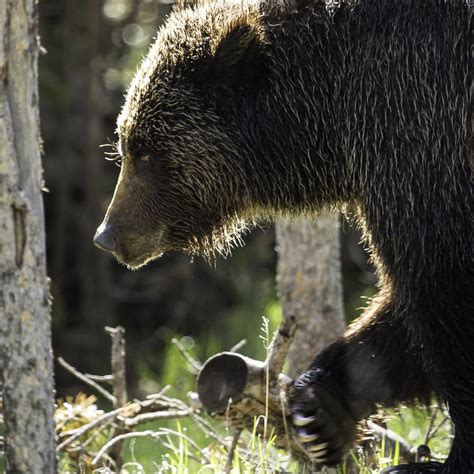 bear control Yellowstone national park